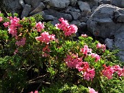 09 Rhododendron hirsutum (Rododendro irsuto)